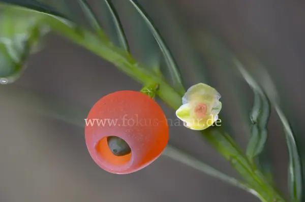 Fokus-Natur Bild