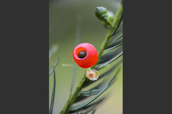Fokus-Natur Bild