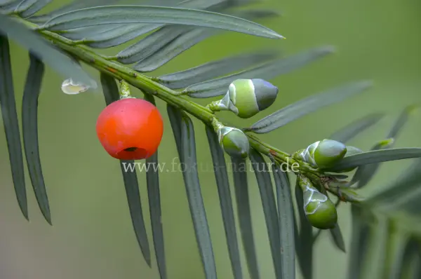 Fokus-Natur Bild