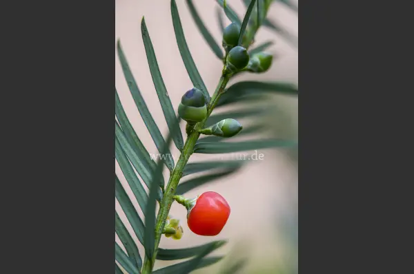 Fokus-Natur Bild