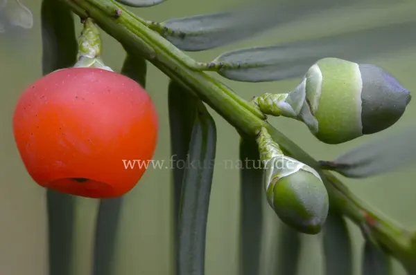 Fokus-Natur Bild
