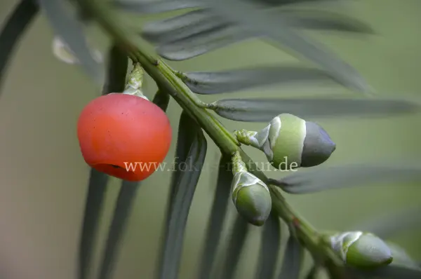 Fokus-Natur Bild