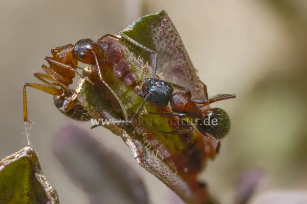 Fokus-Natur Bild