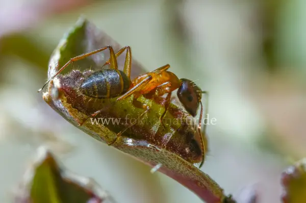 Fokus-Natur Bild
