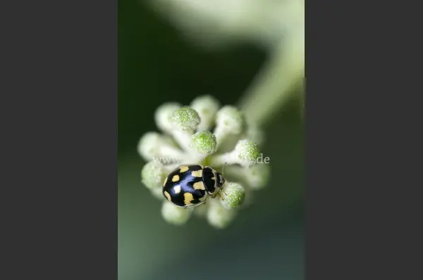 Fokus-Natur Bild