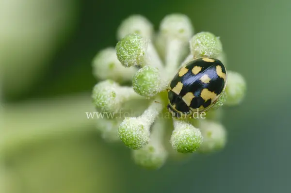Fokus-Natur Bild