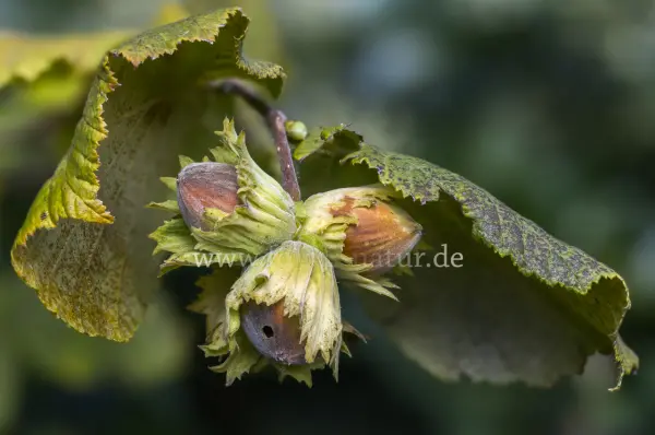 Fokus-Natur Bild