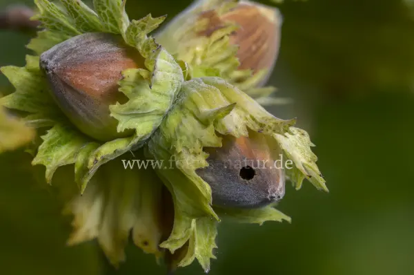 Fokus-Natur Bild