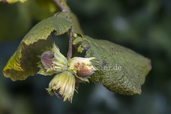 Fokus-Natur Bild