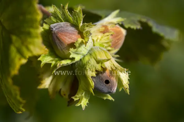 Fokus-Natur Bild