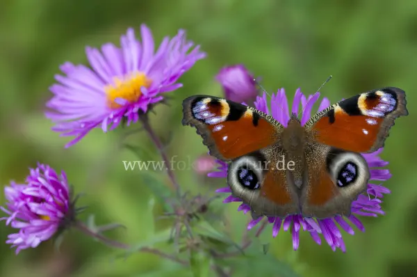 Fokus-Natur Bild