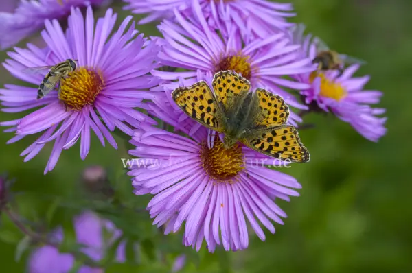 Fokus-Natur Bild