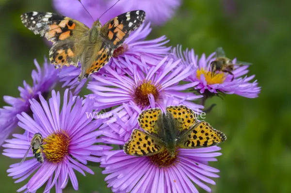 Fokus-Natur Bild