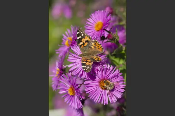 Fokus-Natur Bild