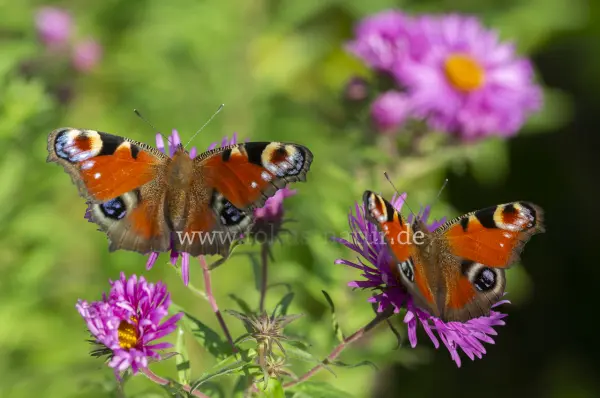 Fokus-Natur Bild