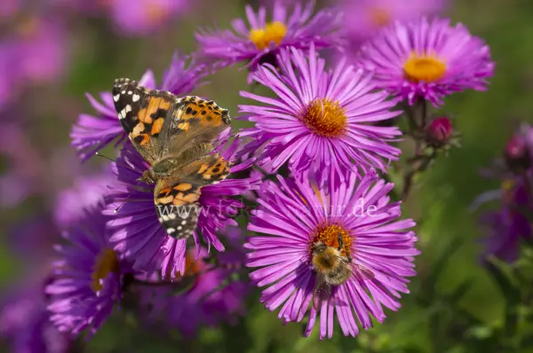 Fokus-Natur Bild