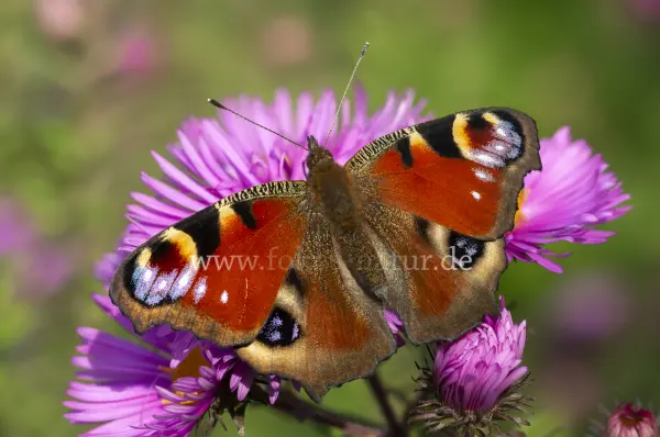 Fokus-Natur Bild