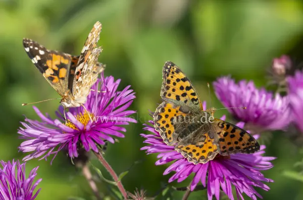 Fokus-Natur Bild
