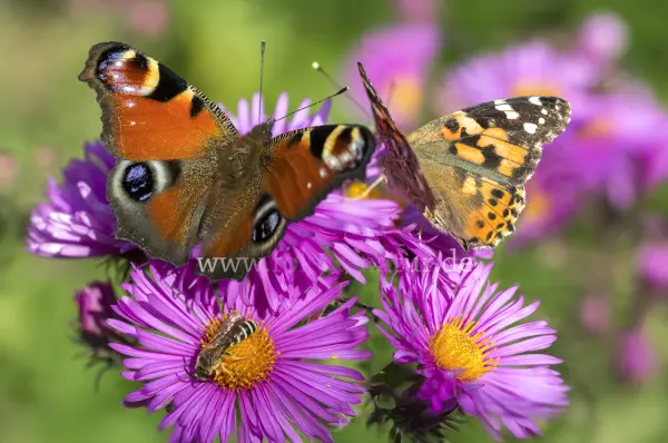 Fokus-Natur Bild