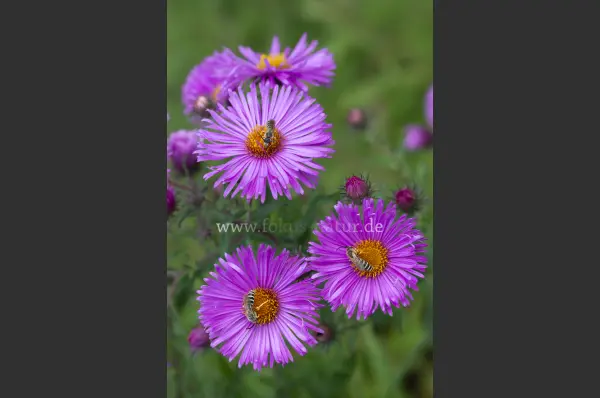 Fokus-Natur Bild