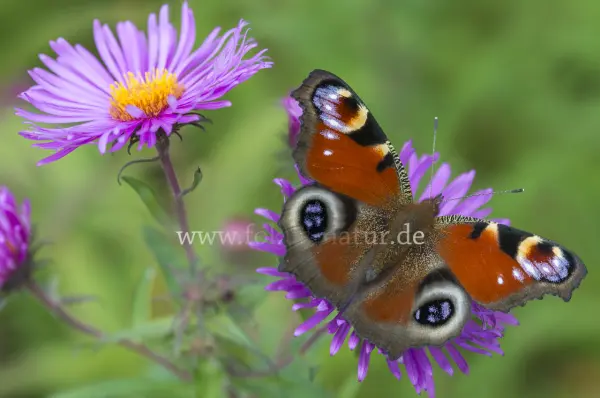 Fokus-Natur Bild