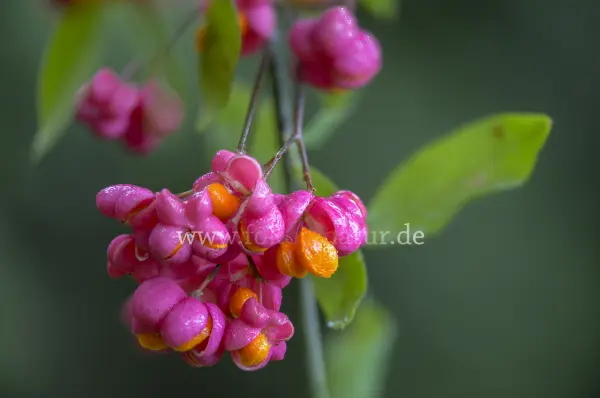 Fokus-Natur Bild
