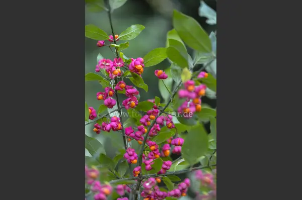 Fokus-Natur Bild