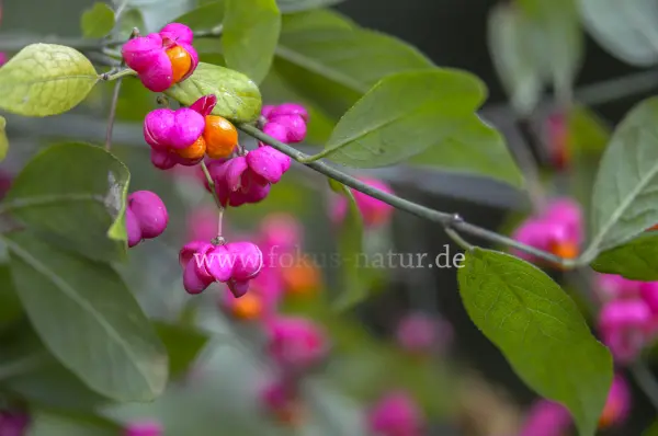 Fokus-Natur Bild