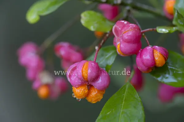 Fokus-Natur Bild