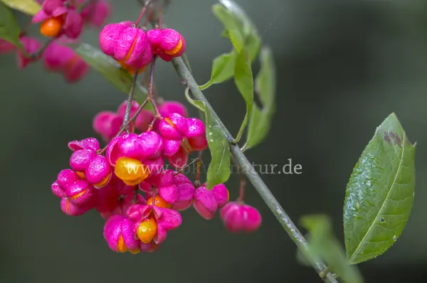 Fokus-Natur Bild
