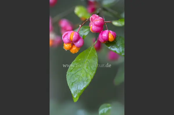 Fokus-Natur Bild