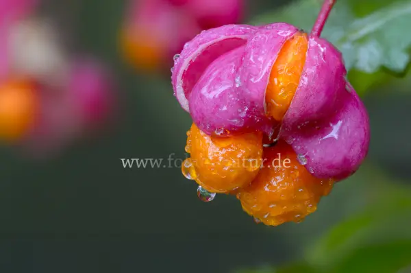 Fokus-Natur Bild