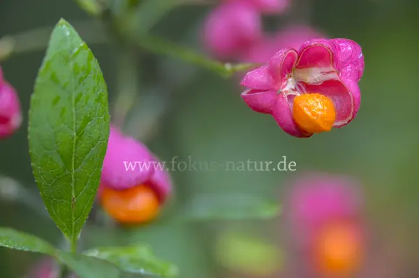 Fokus-Natur Bild