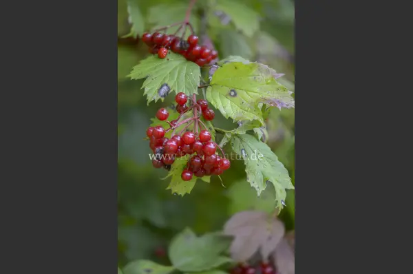 Fokus-Natur Bild
