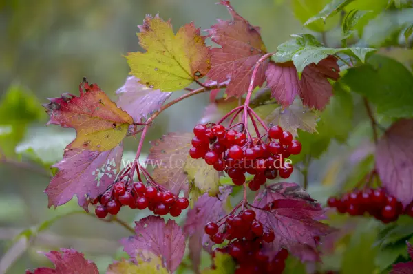Fokus-Natur Bild
