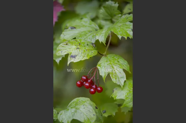Fokus-Natur Bild