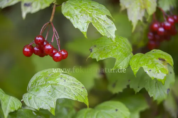 Fokus-Natur Bild