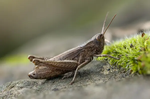 Fokus-Natur Bild