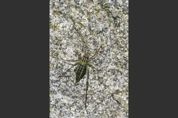 Fokus-Natur Bild