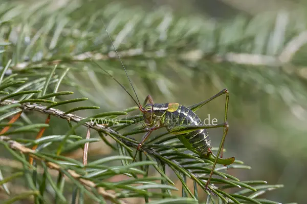 Fokus-Natur Bild