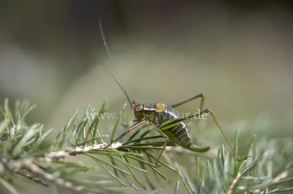 Fokus-Natur Bild