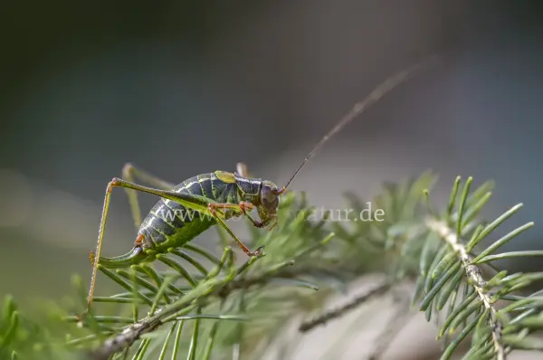 Fokus-Natur Bild