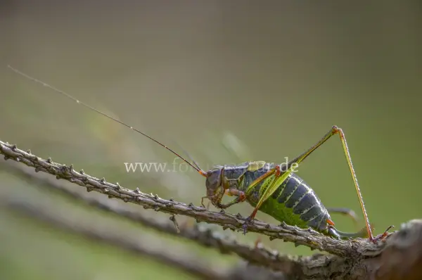 Fokus-Natur Bild