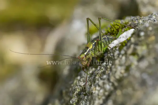 Fokus-Natur Bild