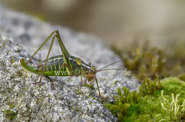 Fokus-Natur Bild