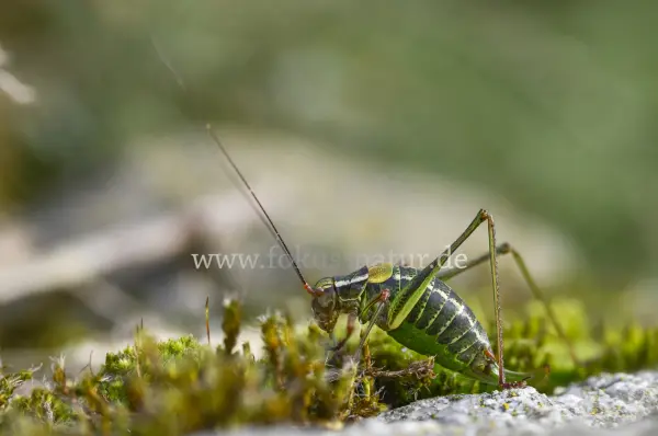 Fokus-Natur Bild