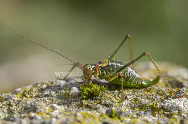 Fokus-Natur Bild