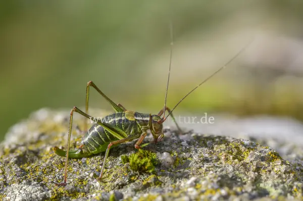 Fokus-Natur Bild