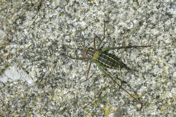 Fokus-Natur Bild