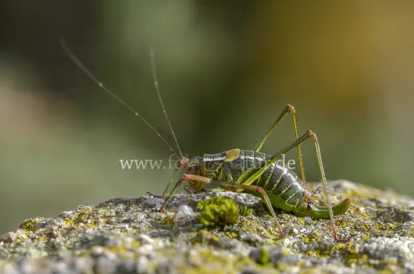Fokus-Natur Bild